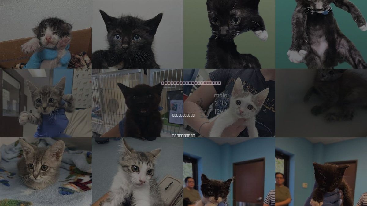 Cats for Adoption in Bakersfield, California