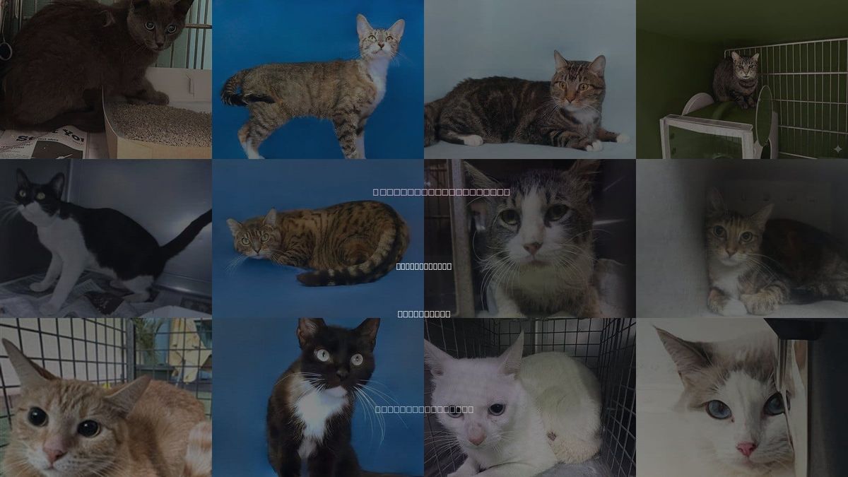 Cats for Adoption in Baldwin Park, California