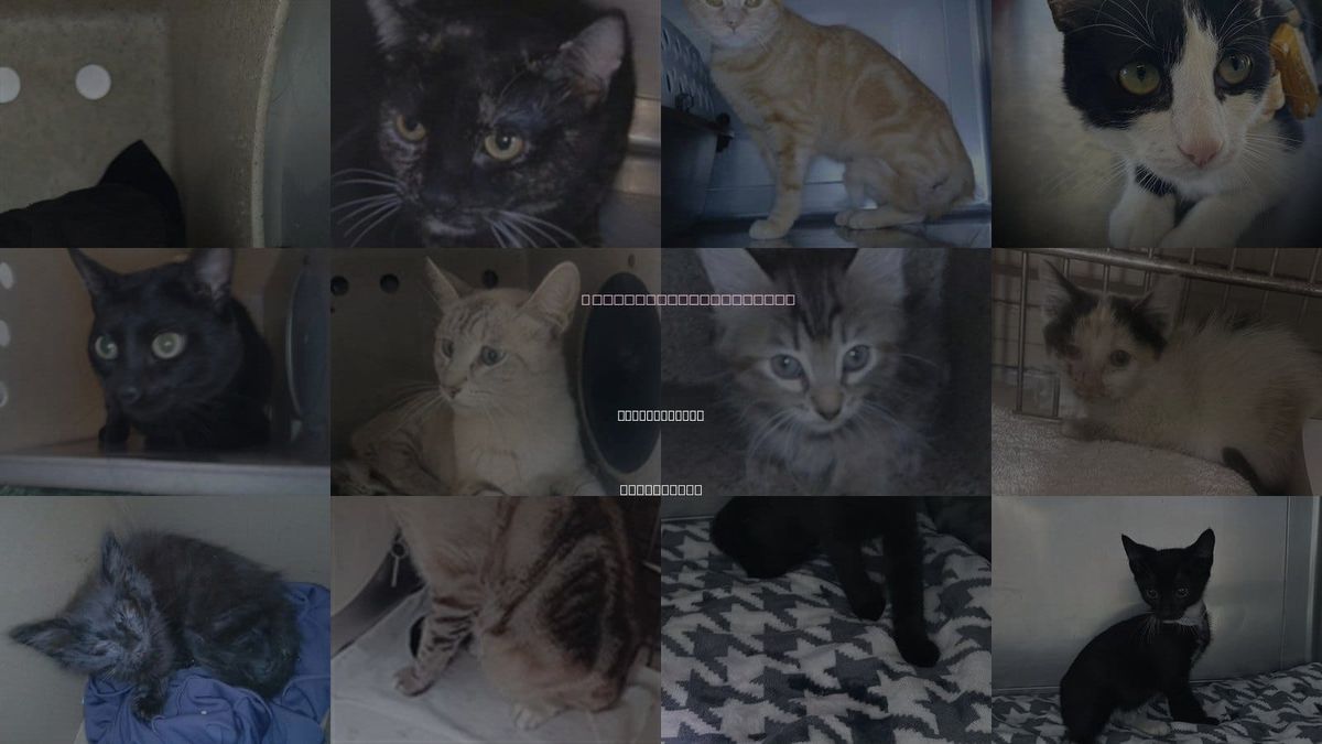 Cats for Adoption in Baldwin Park, California