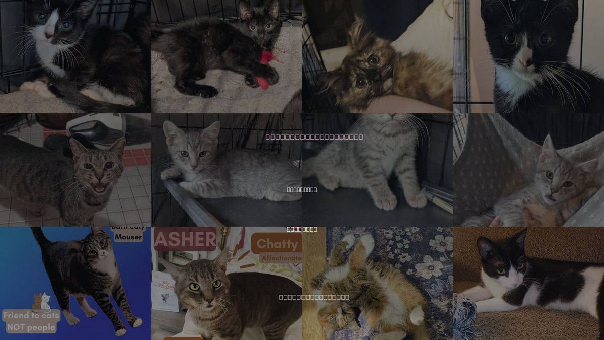 Cats for Adoption in Baltimore, Maryland