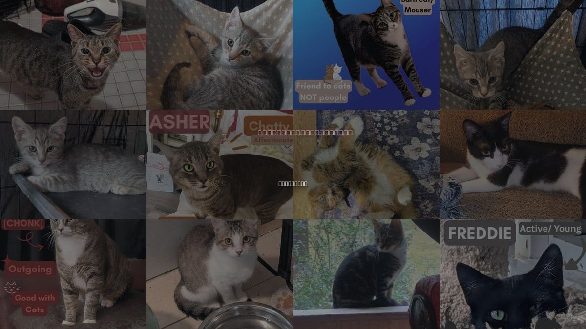 Cats for Adoption in Baltimore, Maryland