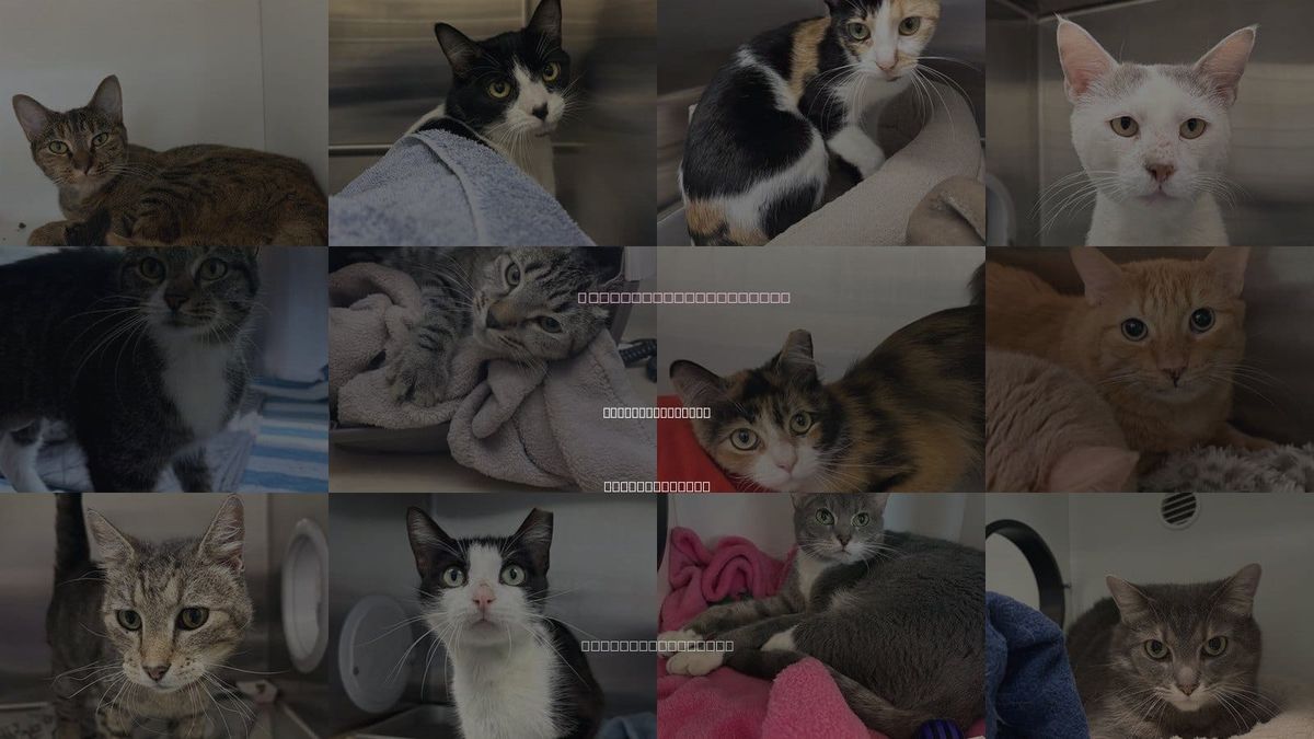 Cats for Adoption in Barnstable Town, Massachusetts