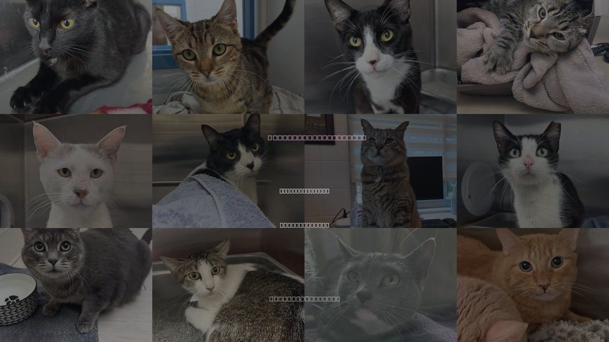 Cats for Adoption in Barnstable Town, Massachusetts
