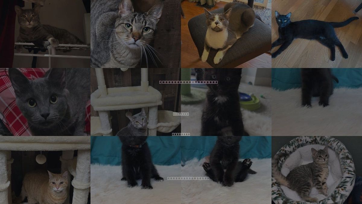 Cats for Adoption in Bartlett, Illinois