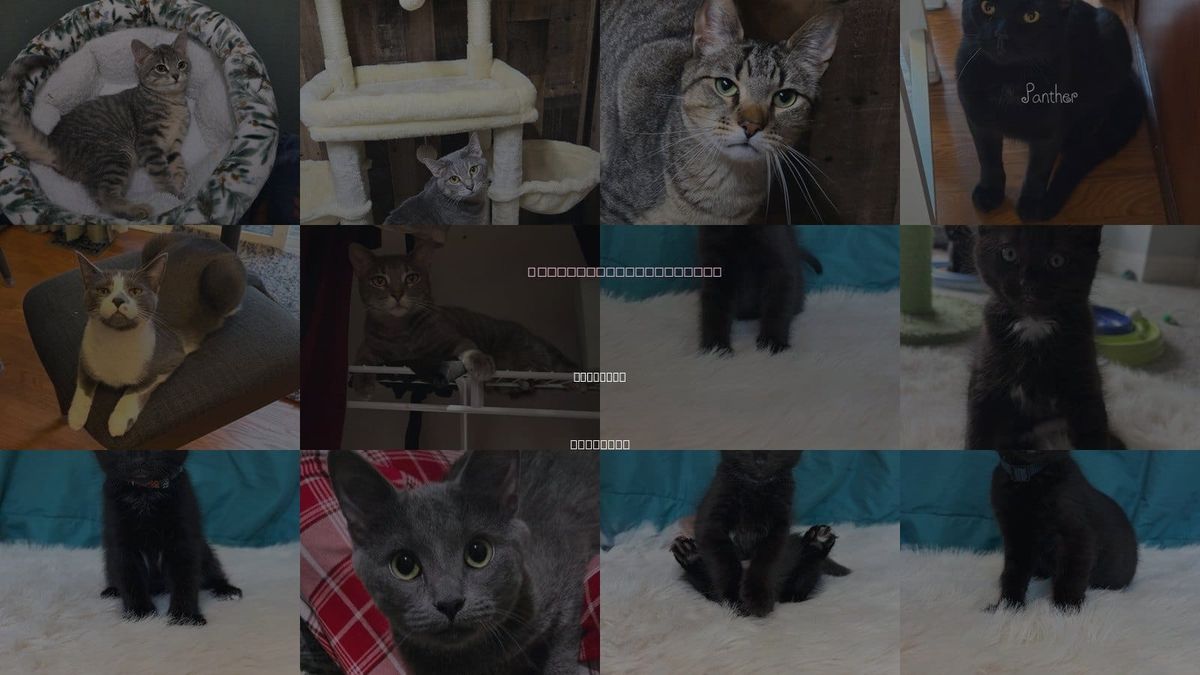 Cats for Adoption in Bartlett, Illinois