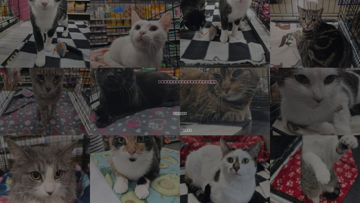 Cats for Adoption in Batavia, Ohio