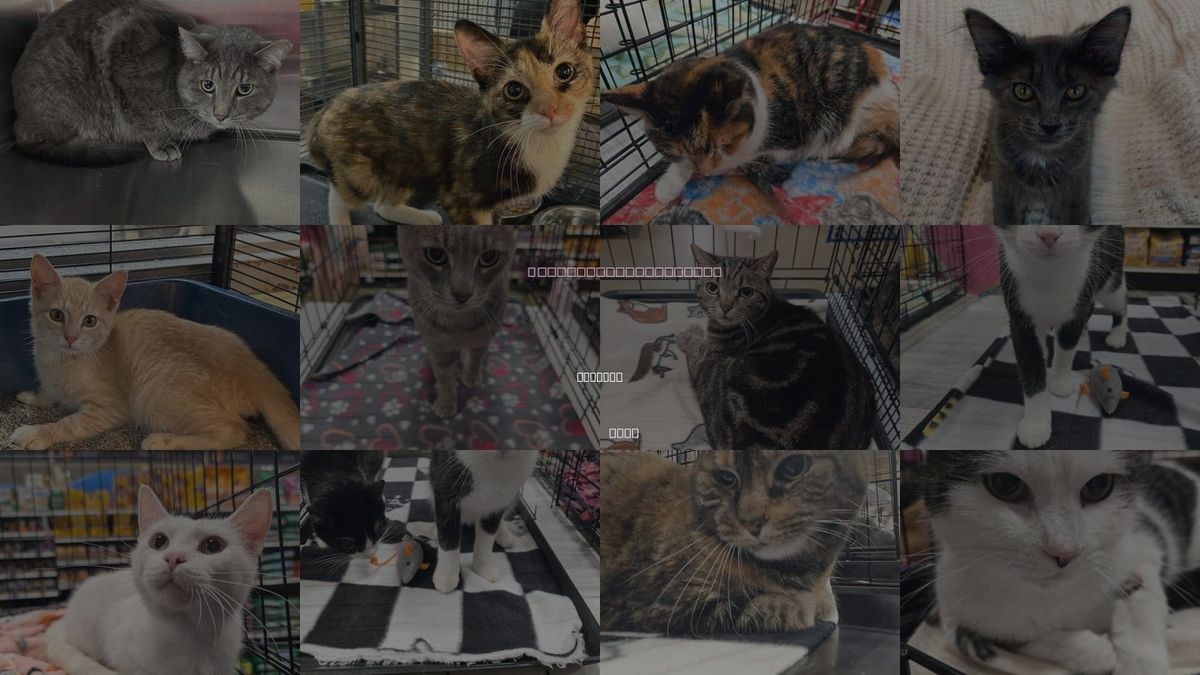 Cats for Adoption in Batavia, Ohio