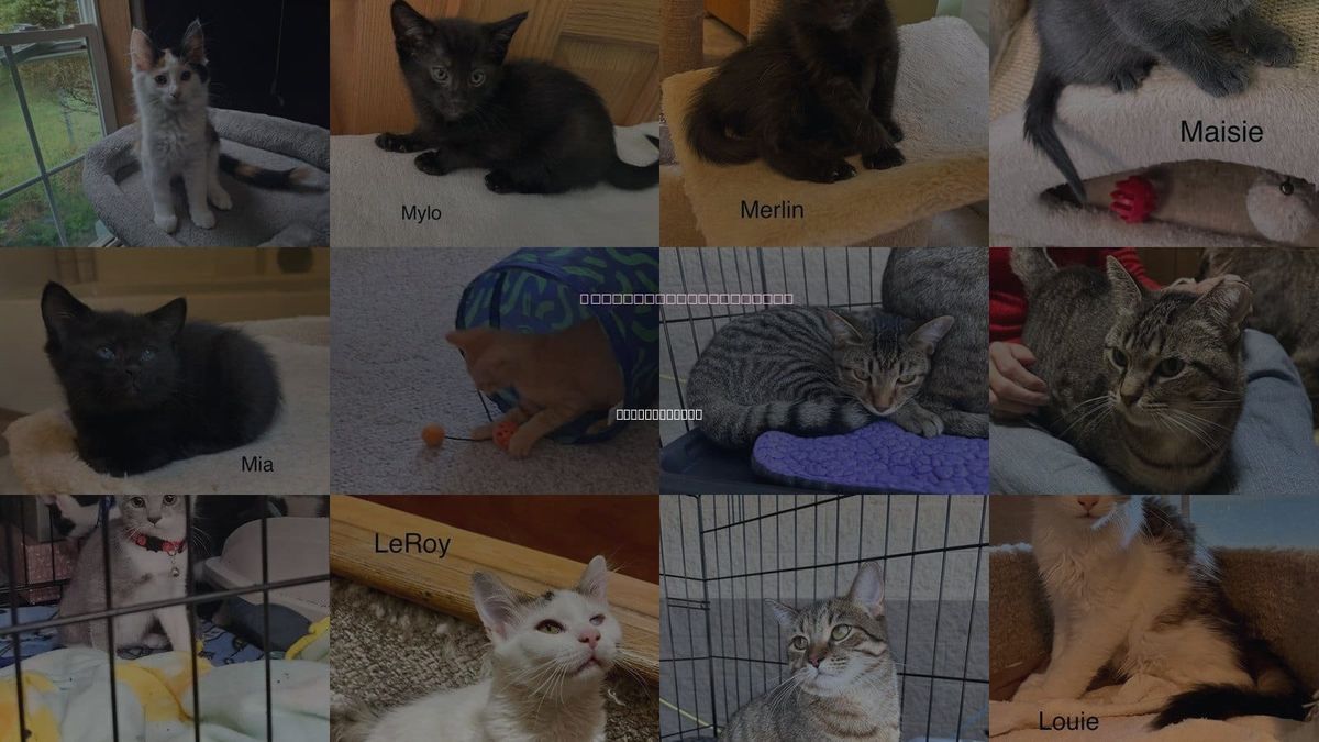 Cats for Adoption in Battle Creek, Michigan