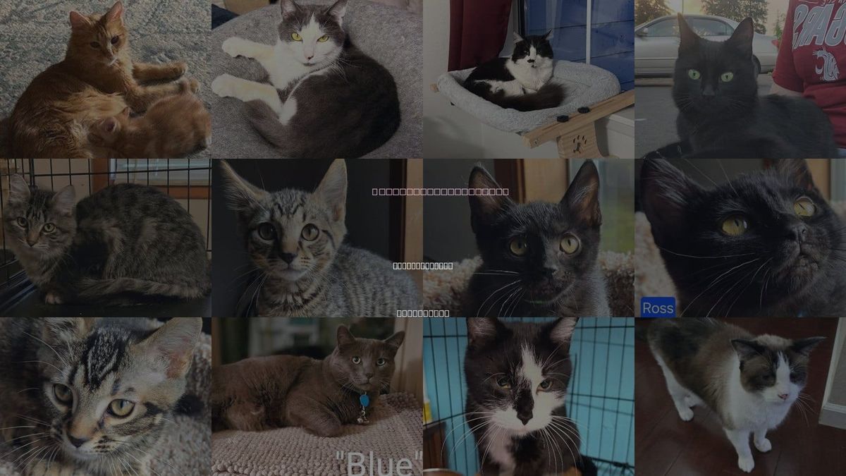 Cats for Adoption in Battle Ground, Washington