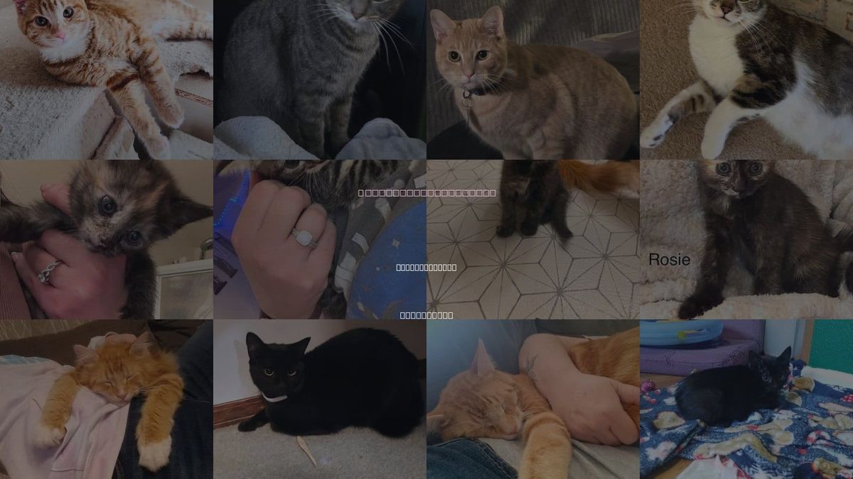 Cats for Adoption in Battle Ground, Washington