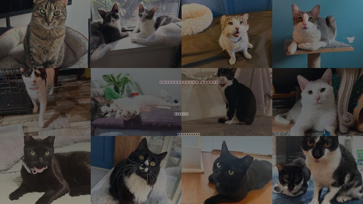 Cats for Adoption in Bayonne, New Jersey