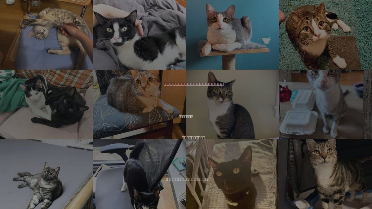 Cats for Adoption in Bayonne, New Jersey
