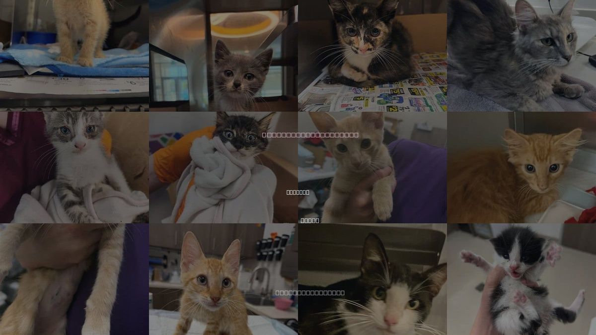 Cats for Adoption in Baytown, Texas
