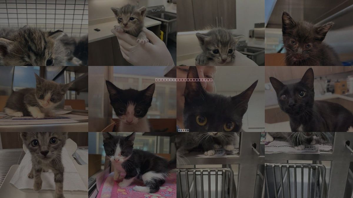 Cats for Adoption in Baytown, Texas