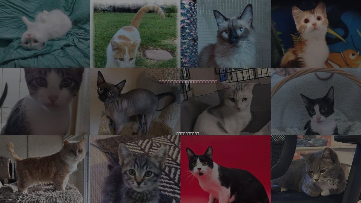 Cats for Adoption in Beaumont, California