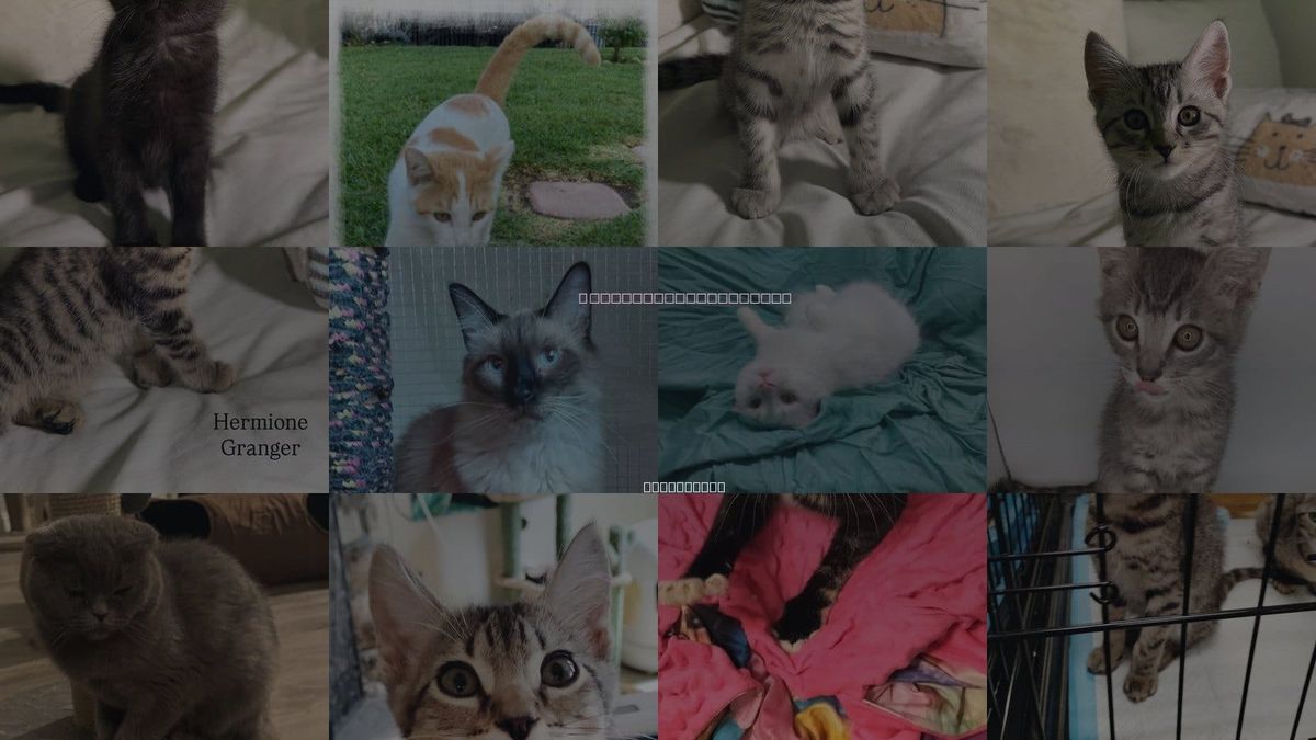 Cats for Adoption in Beaumont, California