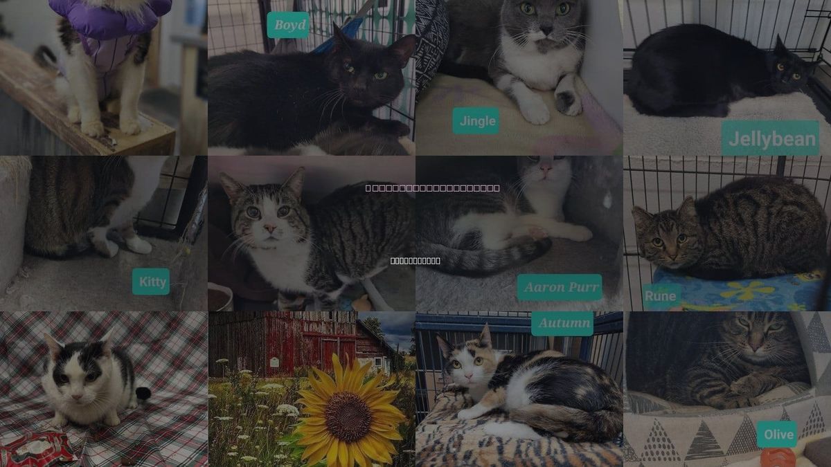 Cats for Adoption in Beavercreek, Ohio