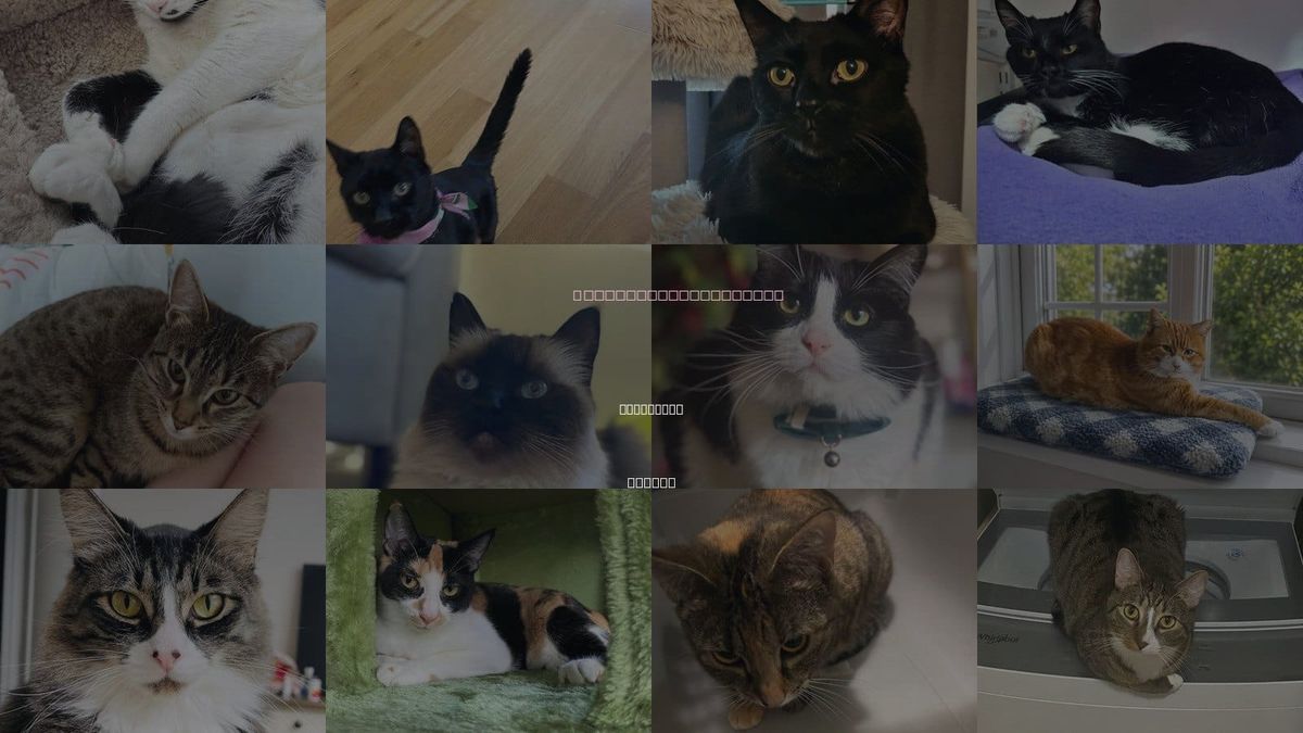 Cats for Adoption in Beaverton, Oregon