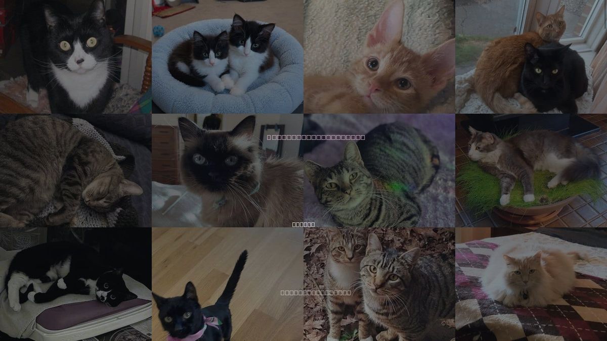 Cats for Adoption in Beaverton, Oregon