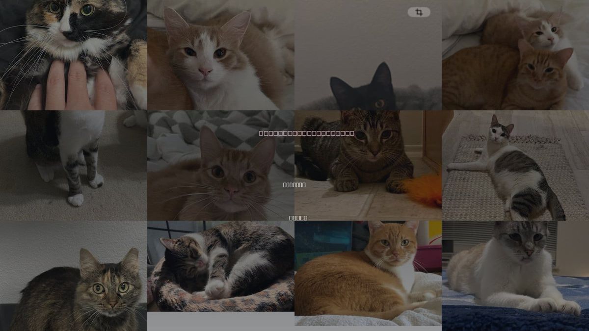 Cats for Adoption in Bedford, Texas
