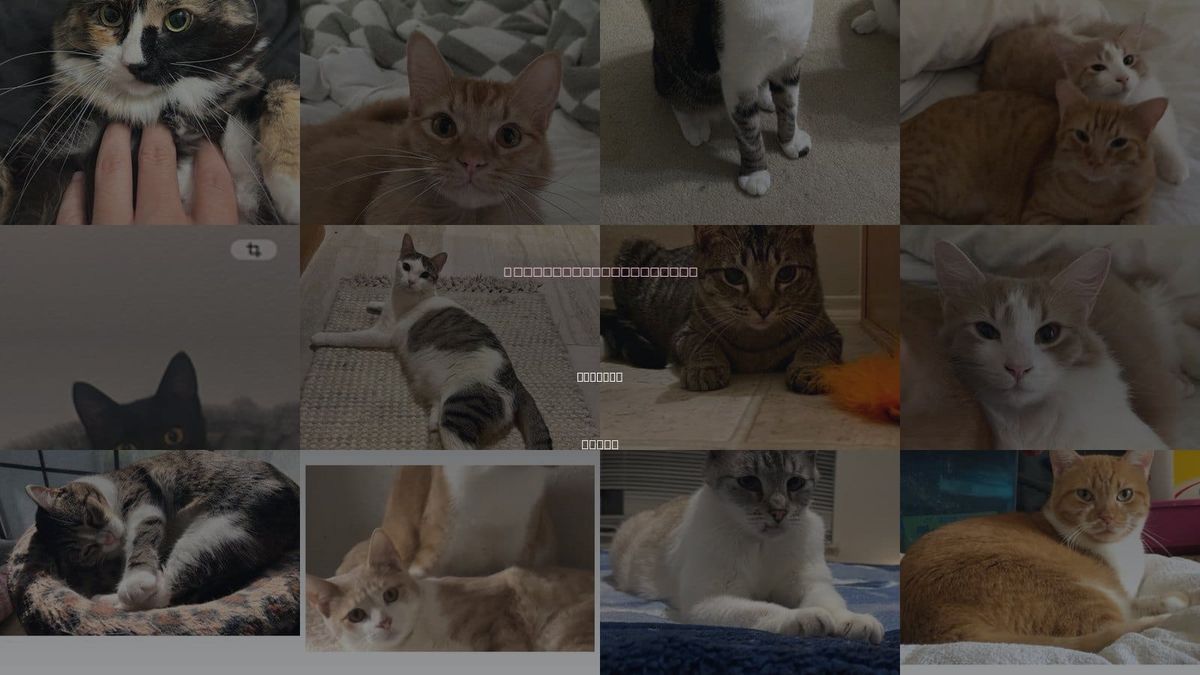Cats for Adoption in Bedford, Texas