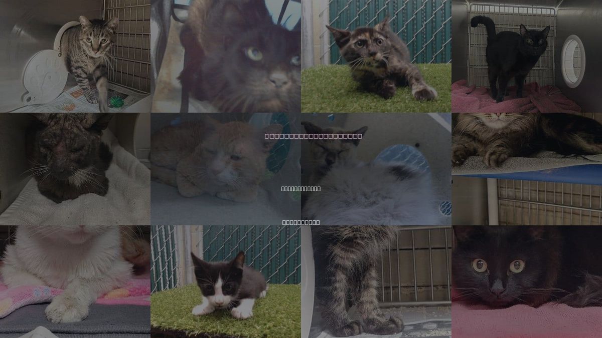 Cats for Adoption in Bell Gardens, California
