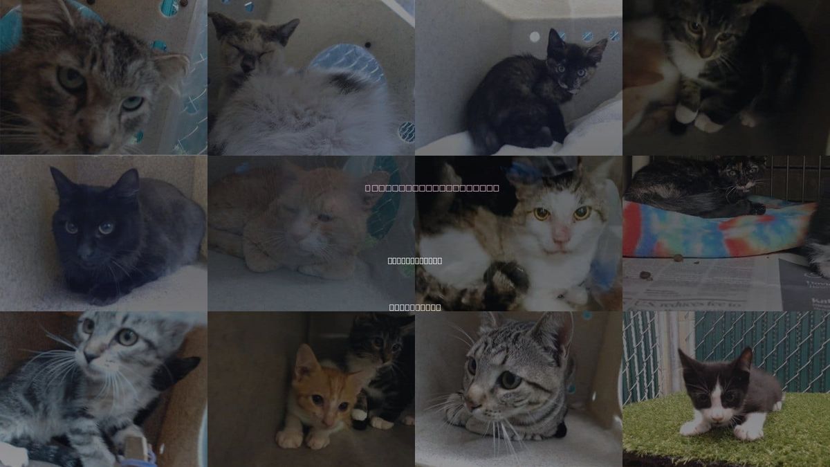 Cats for Adoption in Bell Gardens, California