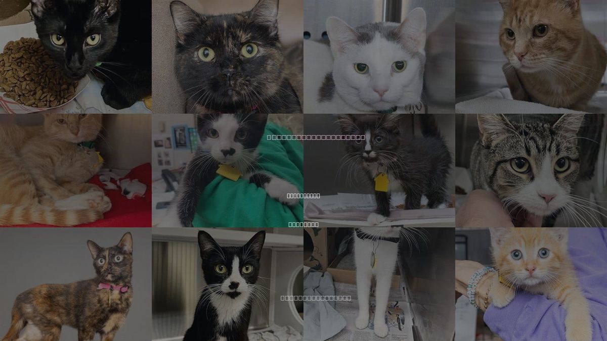 Cats for Adoption in Belleville, Illinois