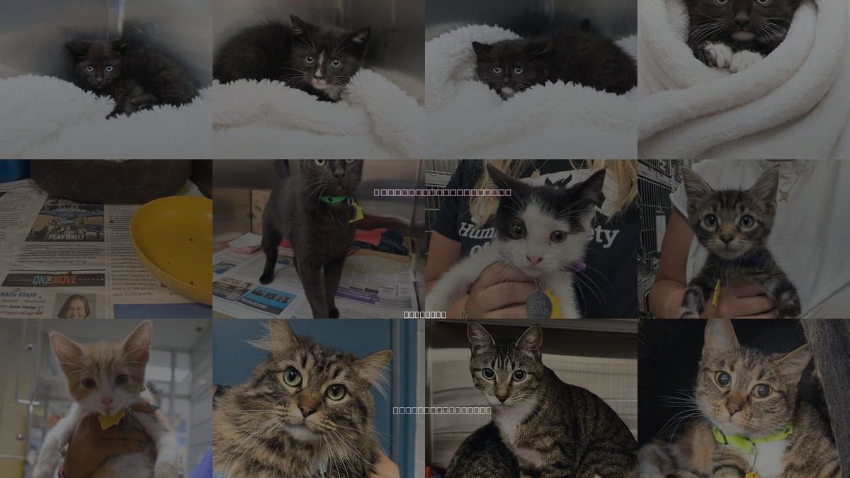 Cats for Adoption in Belleville, Illinois