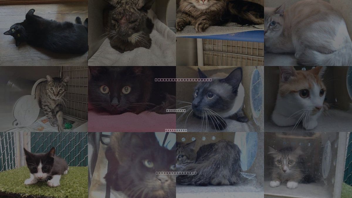 Cats for Adoption in Bellflower, California