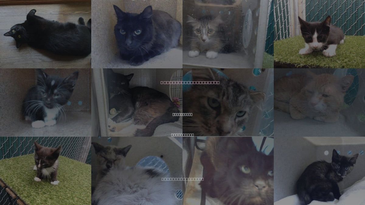 Cats for Adoption in Bellflower, California