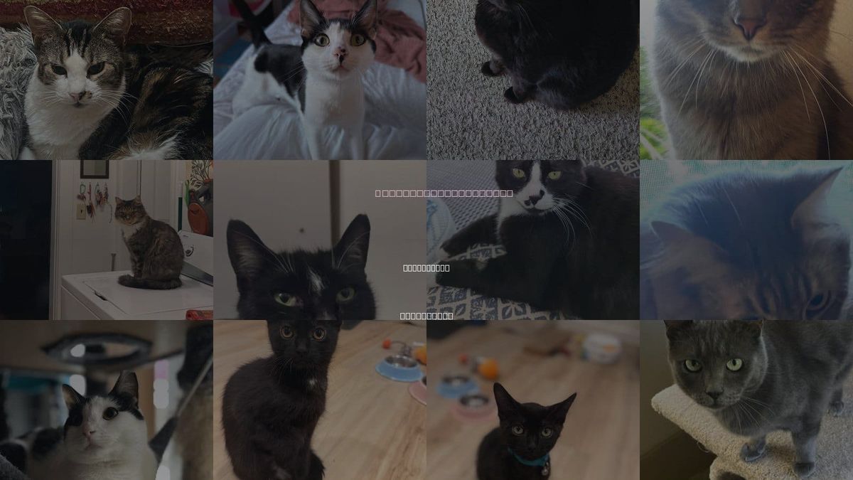 Cats for Adoption in Bellingham, Washington