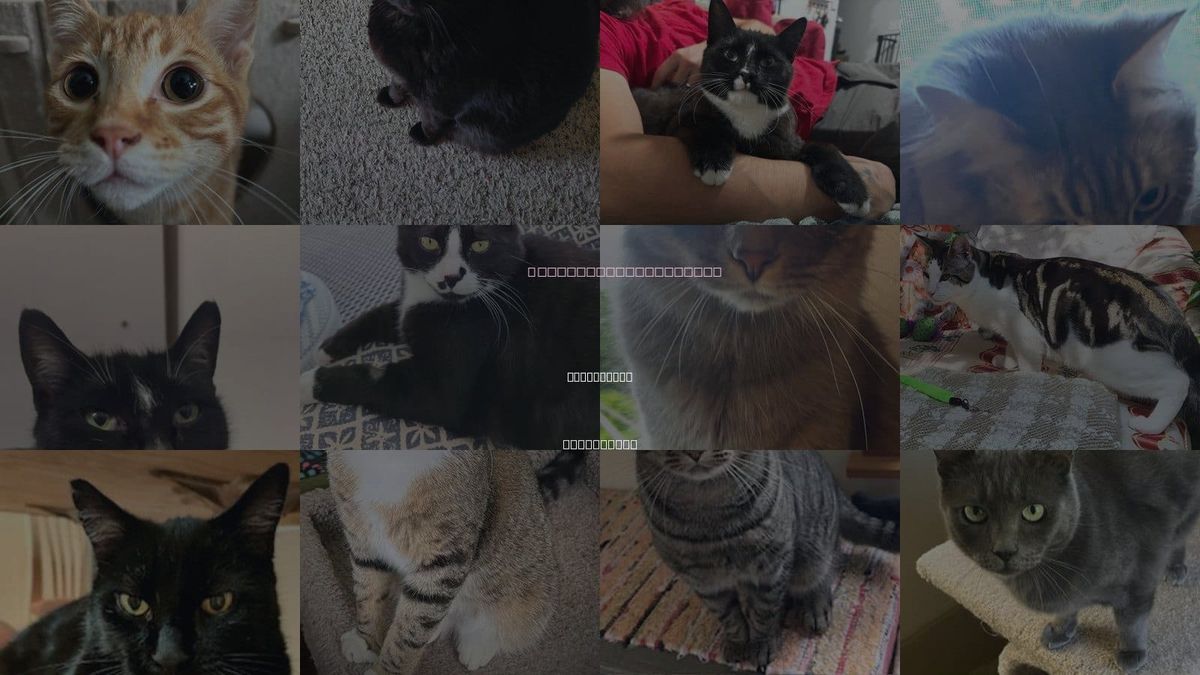 Cats for Adoption in Bellingham, Washington