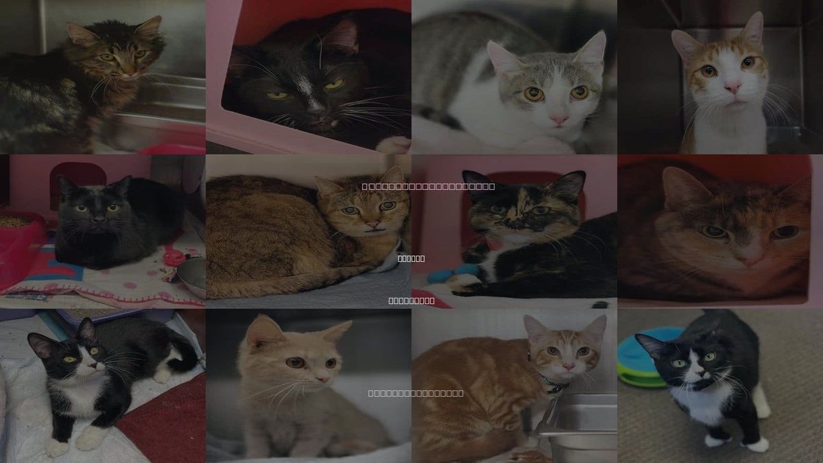 Cats for Adoption in Beloit, Wisconsin