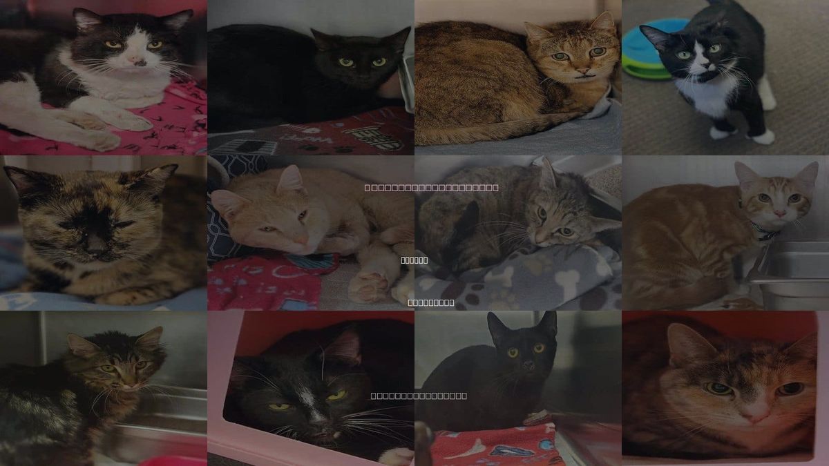 Cats for Adoption in Beloit, Wisconsin