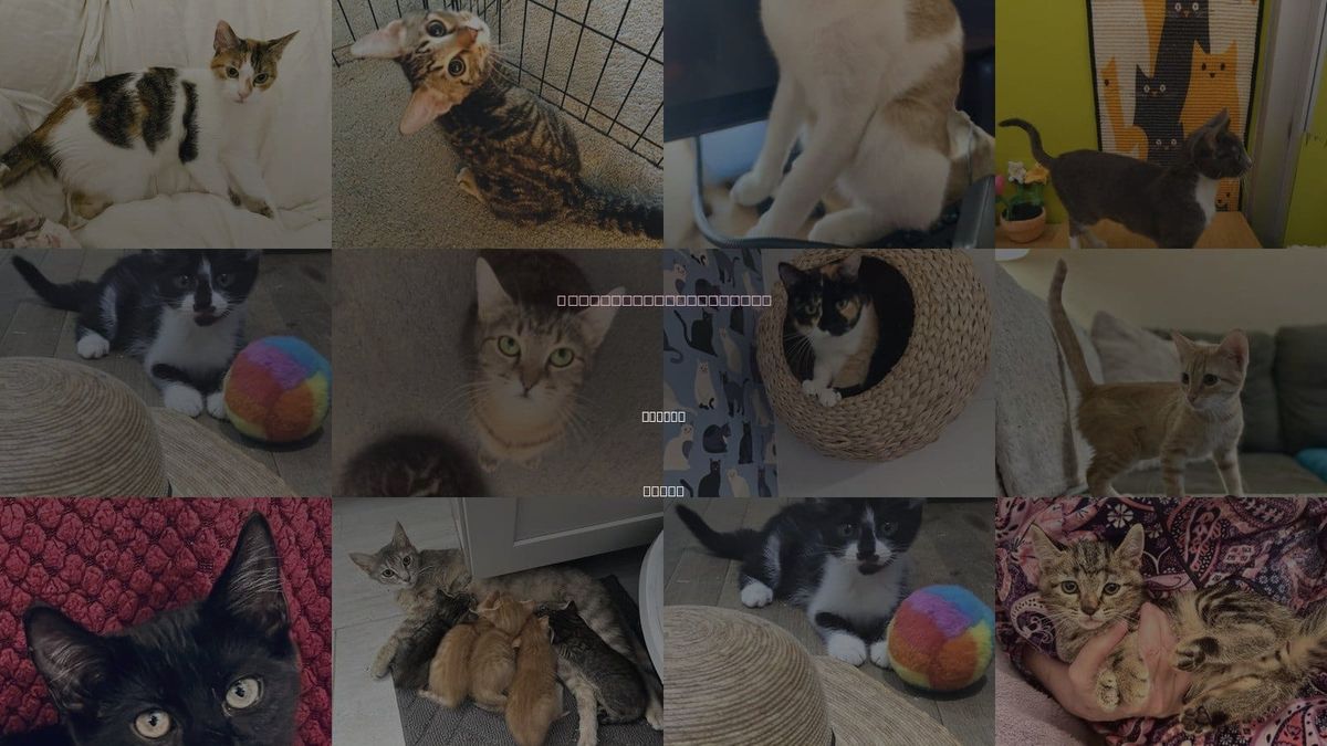 Cats for Adoption in Belton, Texas