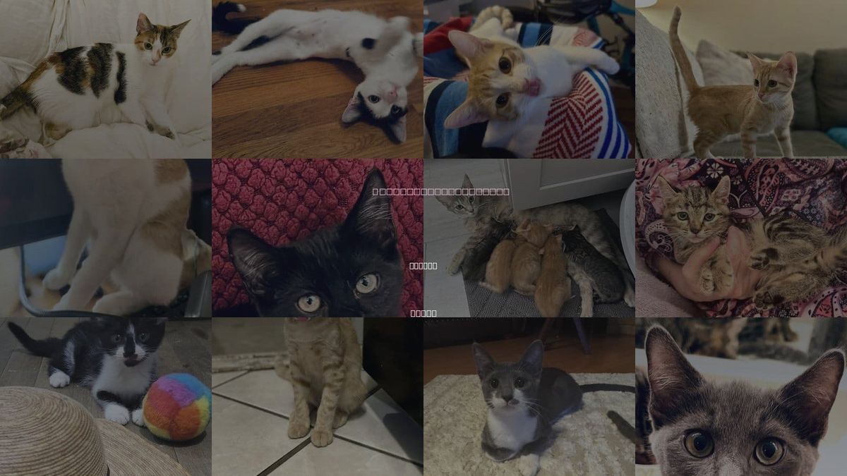 Cats for Adoption in Belton, Texas