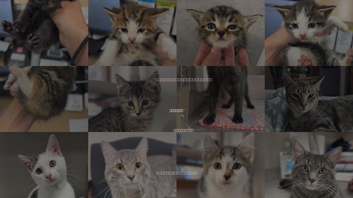 Cats for Adoption in Bemidji, Minnesota