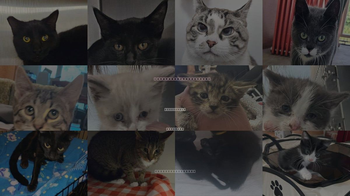 Cats for Adoption in Bentonville, Arkansas