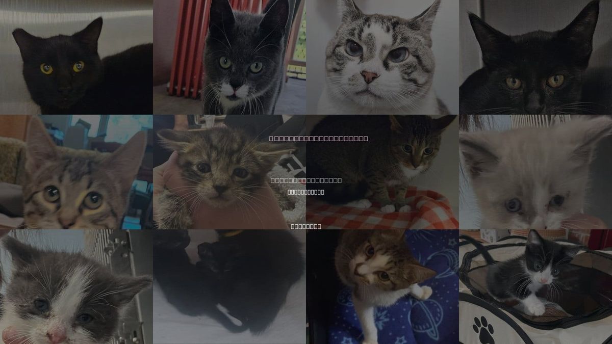 Cats for Adoption in Bentonville, Arkansas