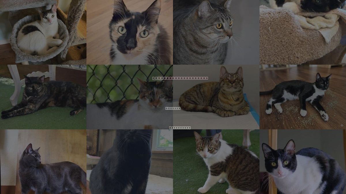 Cats for Adoption in Berkeley, California