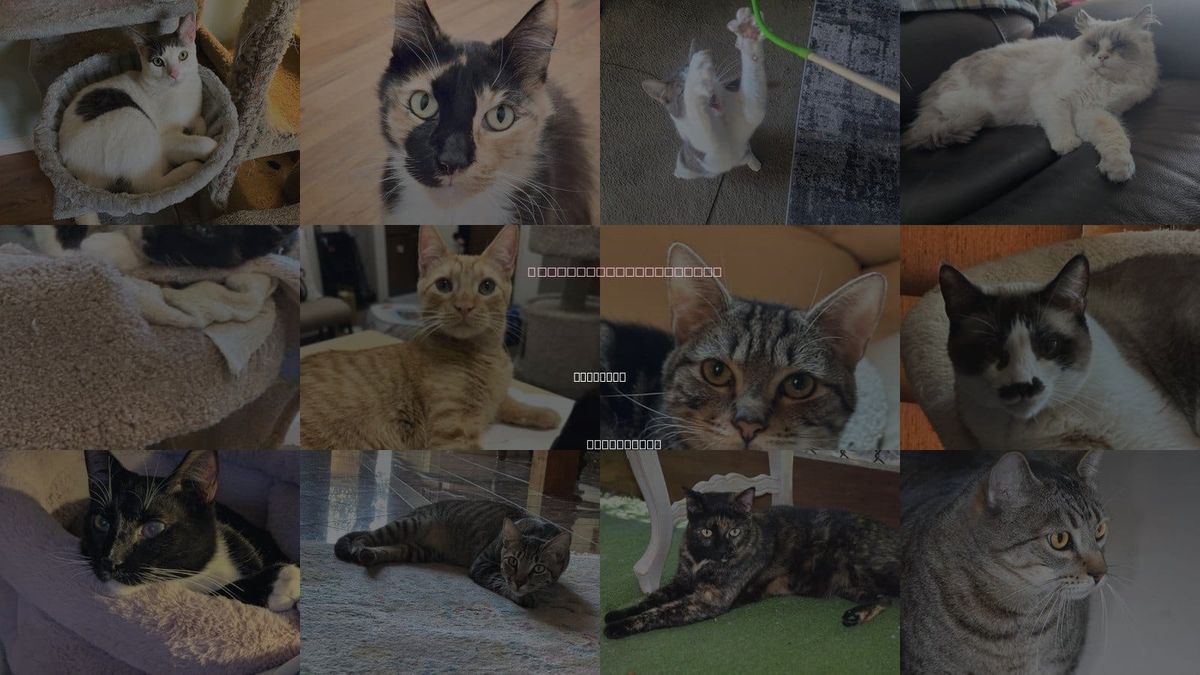 Cats for Adoption in Berkeley, California