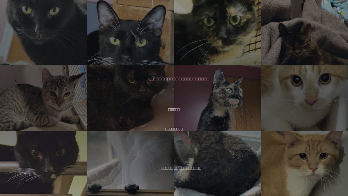 Cats for Adoption in Berwyn, Illinois