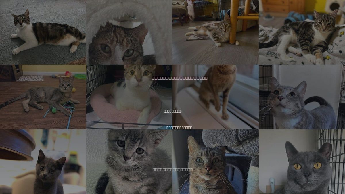 Cats for Adoption in Bethlehem, Pennsylvania