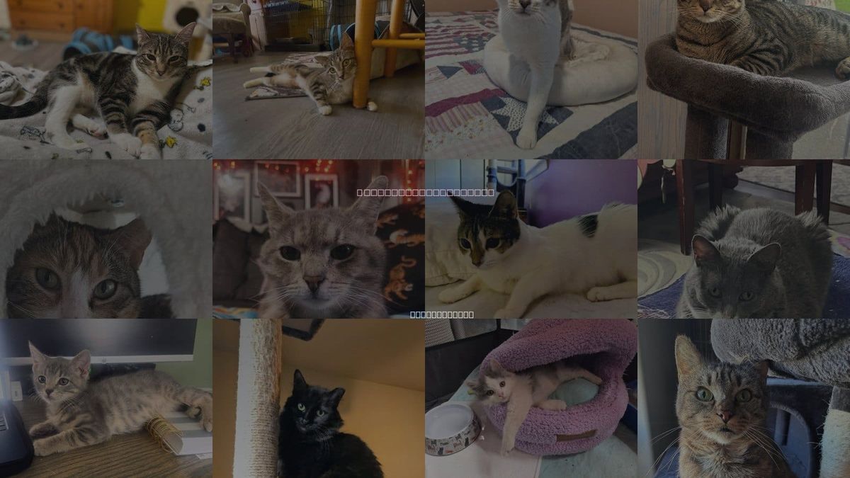 Cats for Adoption in Bethlehem, Pennsylvania