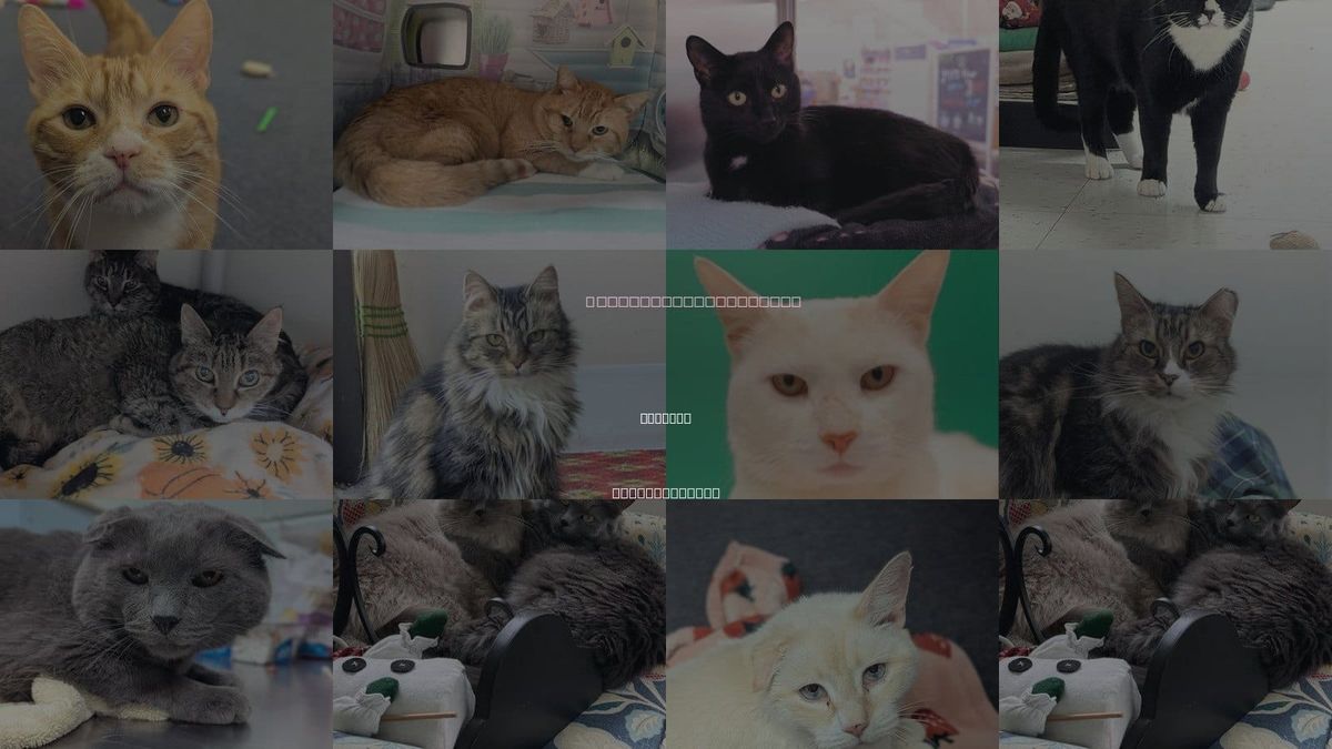 Cats for Adoption in Beverly, Massachusetts