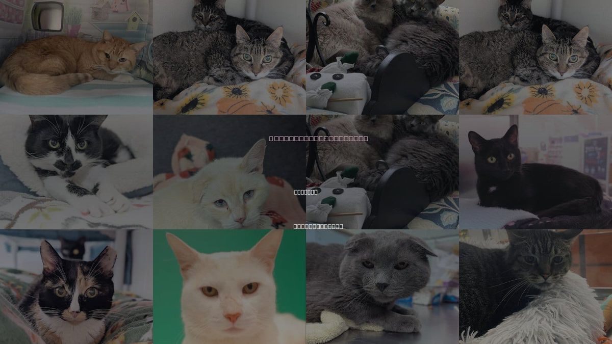 Cats for Adoption in Beverly, Massachusetts