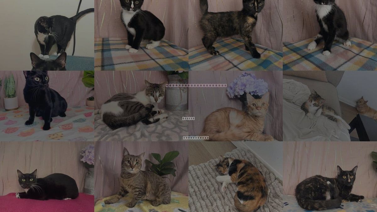 Cats for Adoption in Biloxi, Mississippi