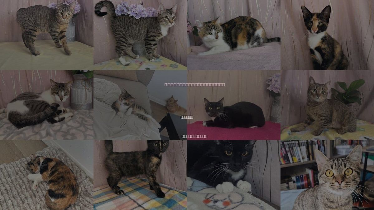 Cats for Adoption in Biloxi, Mississippi