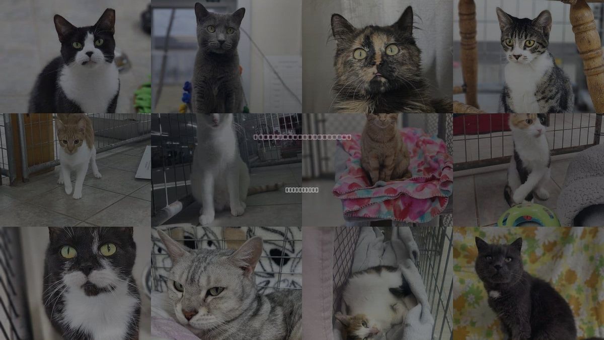 Cats for Adoption in Binghamton, New York